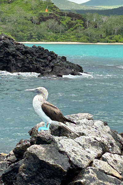 Galápagos Encounters: How Nature Guides and Transforms My Perspective Blog