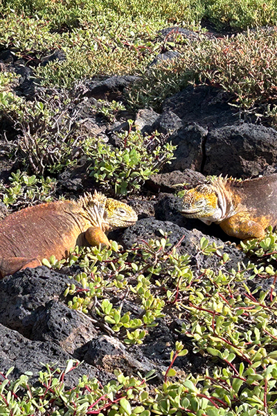 Galápagos Encounters: How Nature Guides and Transforms My Perspective Blog