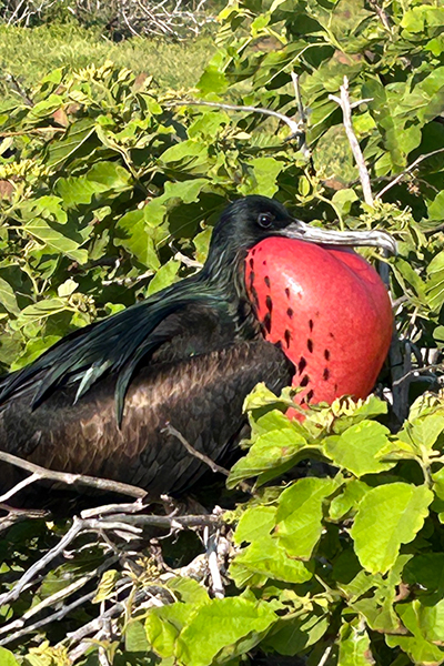 Galápagos Encounters: How Nature Guides and Transforms My Perspective Blog