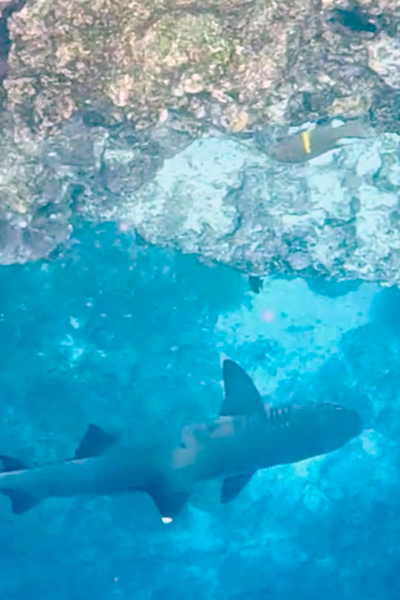 Galápagos Encounters: How Nature Guides and Transforms My Perspective Blog