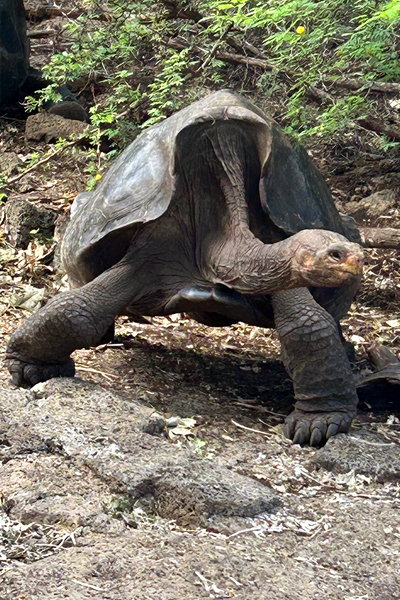 Galápagos Encounters: How Nature Guides and Transforms My Perspective Blog