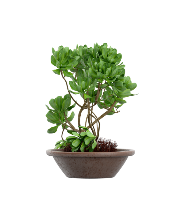 Senecio stapeliiformis