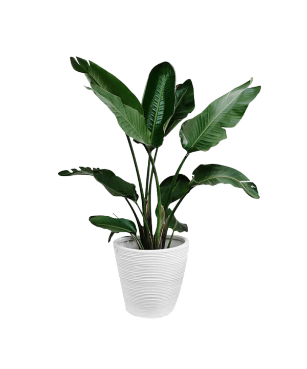 Parodia chrysacanthion