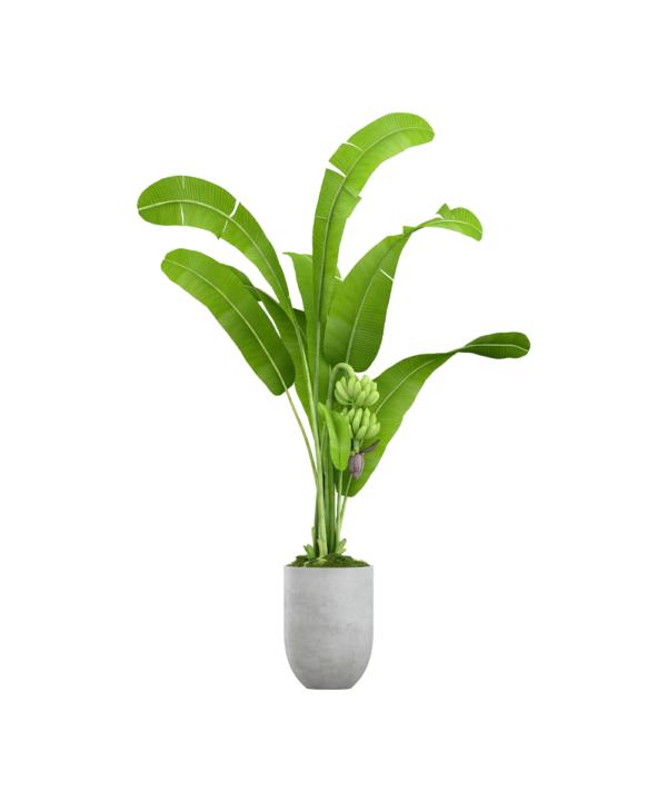 Spathiphyllum domino