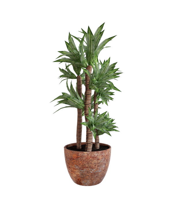 Parodia chrysacanthion